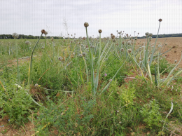 Culture d'oignons pour la production de semences, Bourgneuf (17)